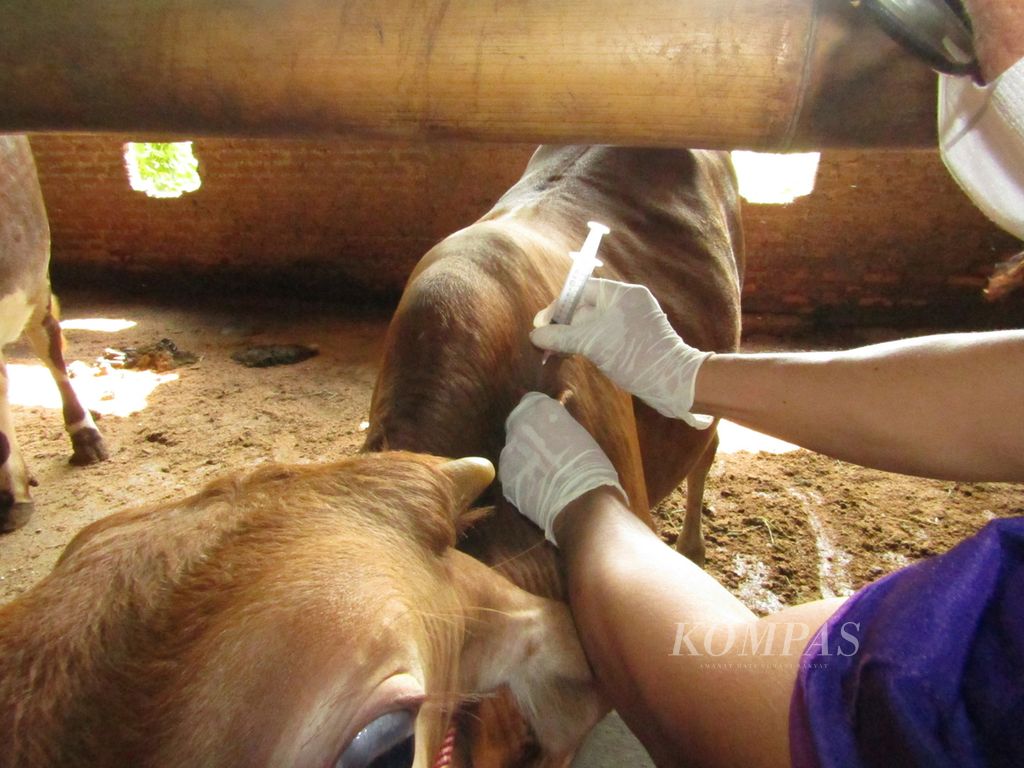 Petugas memberikan vaksin PMK pada sapi milik peternak di Kelurahan Rajabasa Jaya, Kota Bandar Lampung, Selasa (28/6/2022).
