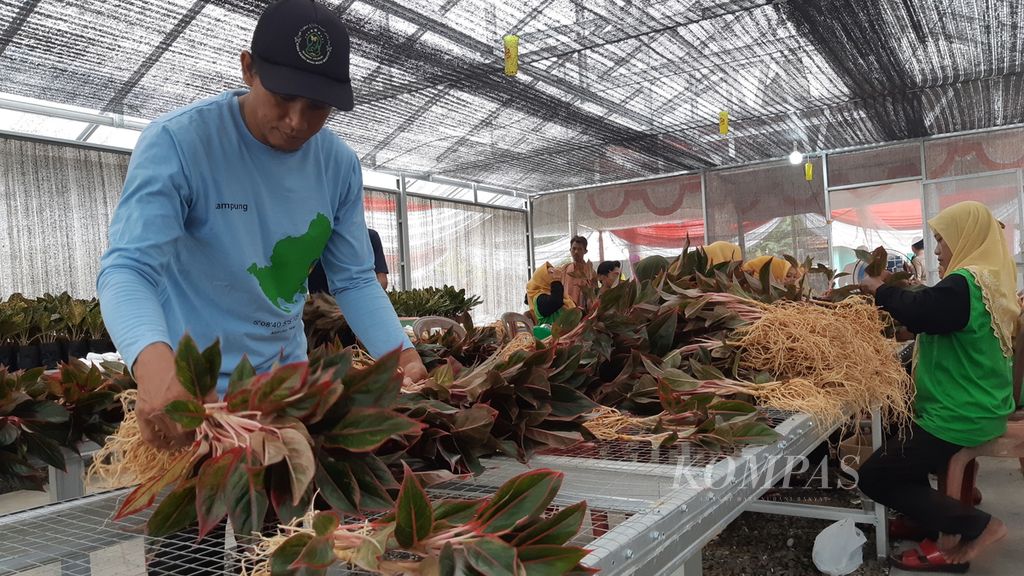 Sejumlah petani di Kelurahan Adipuro, Kecamatan Trimurjo, Kabupaten Lampung Tengah, Lampung, Minggu (14/8/2022), menyiapkam tanaman hias aglonema yang akan diekspor ke Turki.
