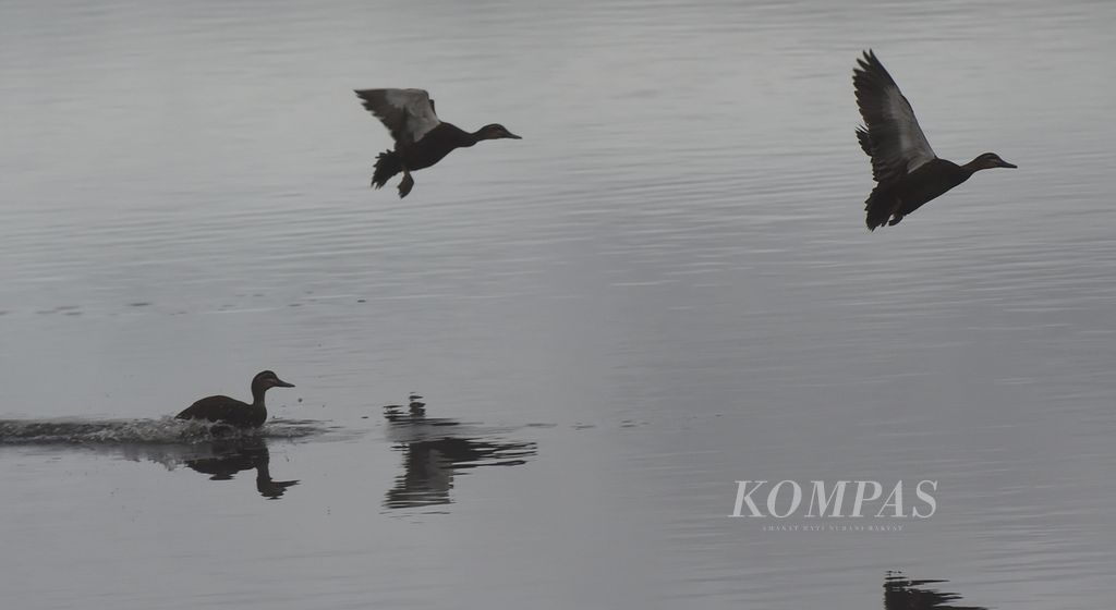  Itik Noso () di Danau Habema di kawasan Taman Nasional Lorentz, Kabupaten Jayawijaya, Minggu(14/11/2021)