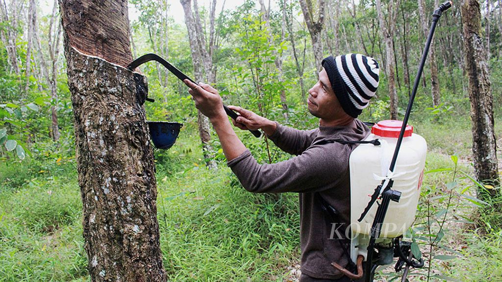 Petani karet menyadap di kebunnya di Pulau Harapan, Kecamatan Sembawa, Kabupaten Banyuasin, Sumatera Selatan, pada awal 2018.