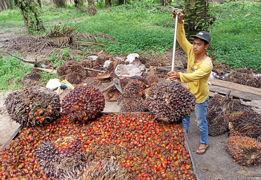 Pengepul sawit mengumpulkan hasil panen di wilayah Maro Sebo, Kabupaten Muaro Jambi, Kamis (23/6/2022). Harga  tandan buah segar kelapa  sawit kini  anjlok.