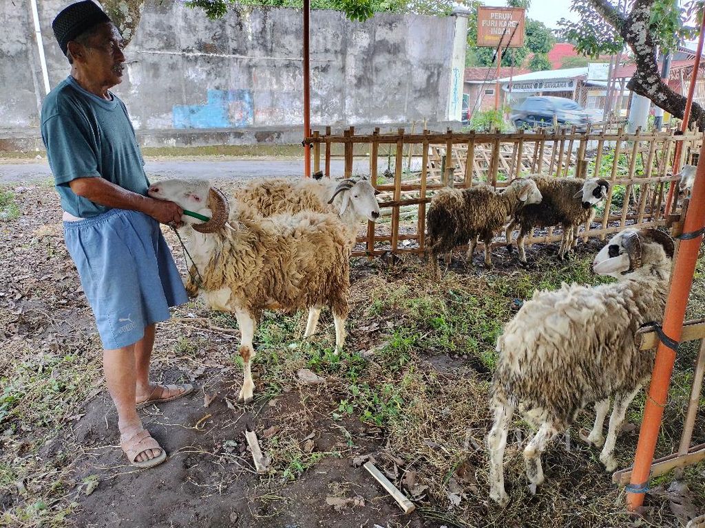 Muhaimin (60), salah seorang pedagang hewan kurban, mengikat domba miliknya, yang dijual di tepi Jalan Raya Magelang-Mertoyudan, Kota Magelang, Jawa Tengah, Minggu (19/6/2022).