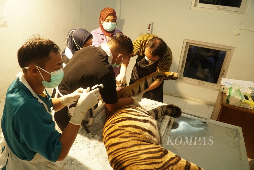Dokter hewan melakukan nekropsi terhadap bangkai harimau sumatera asal Pasaman di Rumah Sakit Hewan Sumatera Barat (Sumbar) di Kota Padang, Sumbar.