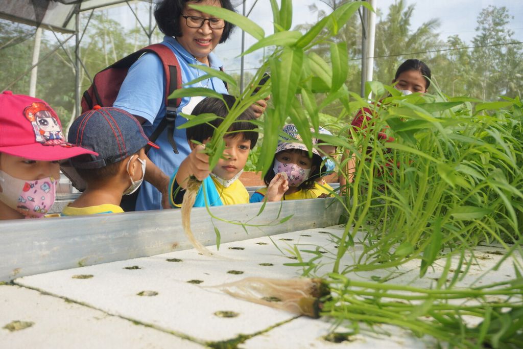 Anak-anak TK Santo Yosep Purwokerto berkunjung ke Green House Healthy Fresh di Desa Banjarsari Wetan, Kecamatan Sumbang, Kabupaten Banyumas, Jawa Tengah, Jumat (17/2/2023). Mereka mengenal pertanian hidroponik dan memetik aneka sayur secara langsung.