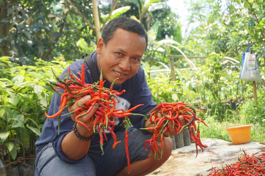 Giyanto menunjukkan hasil panen cabai di Desa Gandatapa, Sumbang, Banyumas, Jawa Tengah, Kamis (22/9/2022).