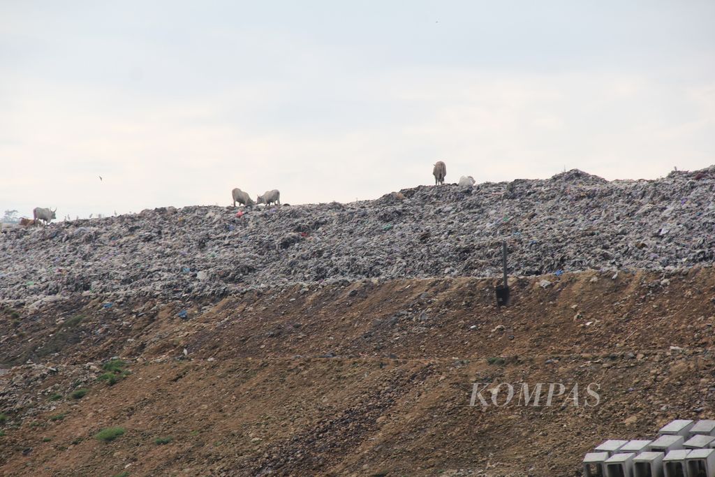  Several cows are looking for food on a mountain of garbage that has been arranged into a terrace at the Piyungan Integrated Waste Processing Site (TPST), Bantul Regency, Yogyakarta Special Region (DIY), Saturday (19/2/2022) morning. The arrangement of the pile of garbage is one of the efforts to organize the Piyungan TPST which has been carried out since 2020..