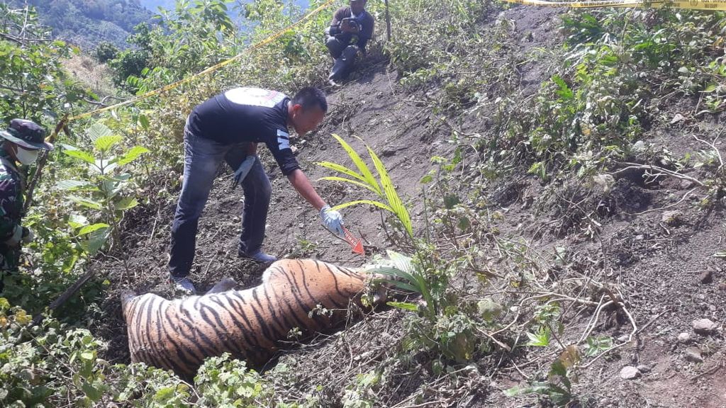 Satu harimau sumatera mati setelah terkena jerat sling baja di kebun warga di Desa Buket Meuh, Kecamatan Meukek, Kabupaten Aceh Selatan, Aceh.