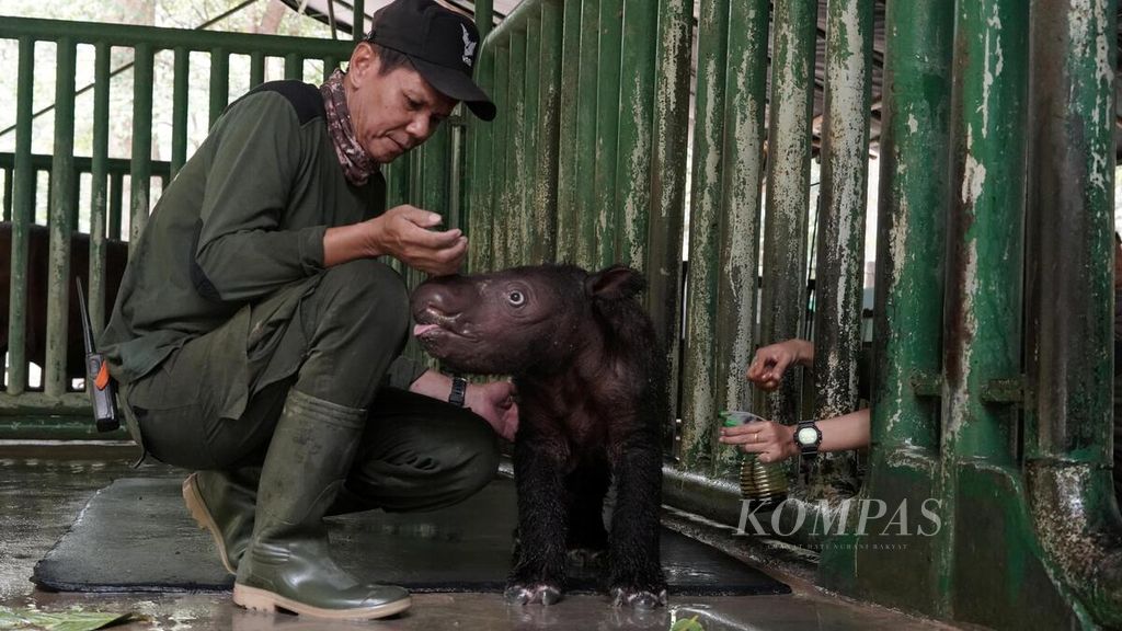 Pawang memeriksa kondisi anak badak sumatera (<i>Dicerorhinus sumatrensis</i>) di kandang perawatan khusus di Suaka Rhino Sumatera di kawasan Taman Nasional Way Kambas, Lampung Timur, Sabtu (7/10/2023). 