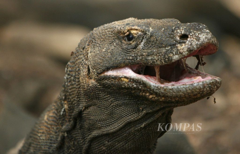 Komodo di habitatnya di Taman Nasional Komodo, di Pulau Komodo, Kabupaten Manggarai Brat, Nusa Tenggara Timur, Sabtu (15/12). Wilayah Taman Nasional Komodo (TNK) seluas 173.300 hektar, 132.572 hektar kawasan laut dan 40.728 hektar daratan. TNK juga terdiri dari tiga pulau besar, Pulau Padar, Pulau Komodo, dan Pulau Rinca.