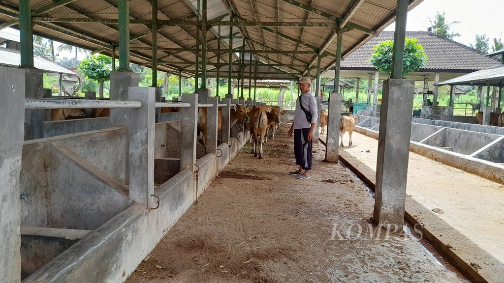 Sapi bali menjadi komoditas strategis dan andalan di Provinsi Bali. Sapi bali dijaga dan dikembangkan di UPT Sentra Ternak Sobangan Dinas Pertanian dan Pangan Kabupaten Badung di Kecamatan Mengwi, Badung. Ternak sapi bali di UPT Sentra Ternak Sobangan ketika didokumentasikan pada Jumat (9/6/2023).