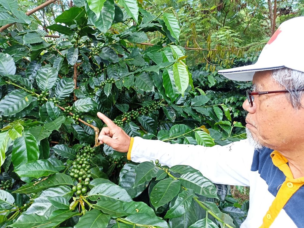 Kopi arabika varietas Andungsari 1 berbuah lebat di kebun kopi milik Profesor Surip Mawardi di kawasan Silangit, Kabupaten Tapanuli Utara, Jumat (21/6/2024).