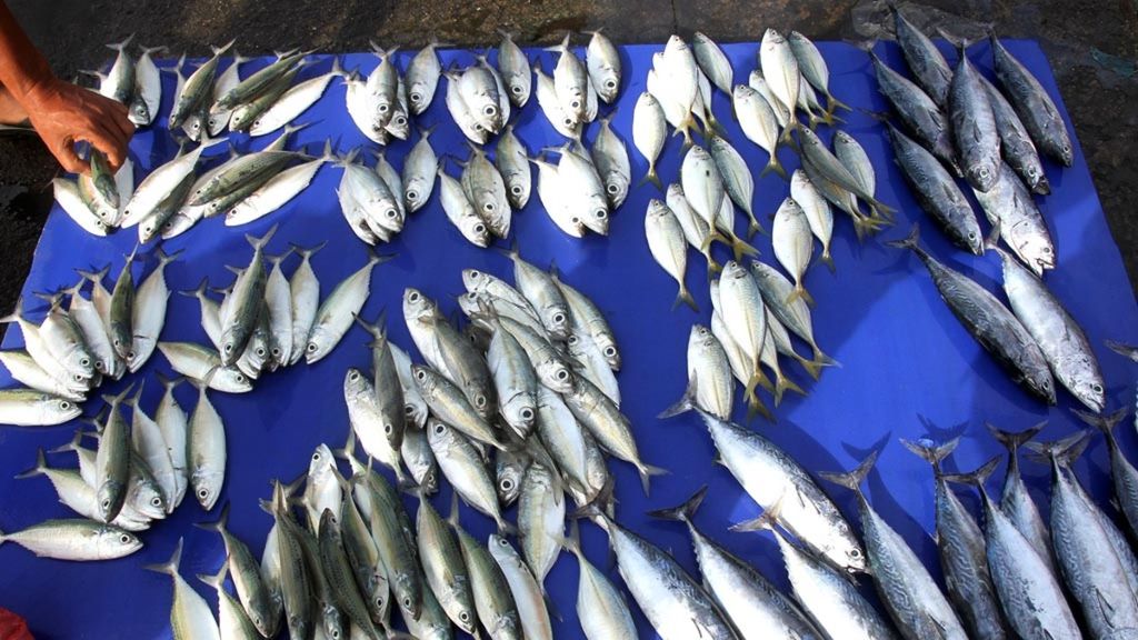 Pedagang menata ikan dagangannya di Pasar Ikan Desa Blang Puloe, Johan Pahlawan, Aceh Barat, Aceh, Kamis (14/6). Menurut sejumlah pedagang, harga berbagai jenis ikan laut naik hingga 80 persen disebabkan berkurangnya pasokan ikan dari nelayan lokal.