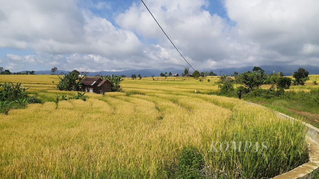 Hamparan sawah yang telah menguning di Dusun IV, Desa Cahaya Alam, Kabupaten Muara Enim, Sumatera Selatan, Selasa (19/7/2022). Selain menanam kopi dan sayur-mayur, warga Dusun IV juga menanam padi untuk kebutuhan hidup mereka sehari-hari.