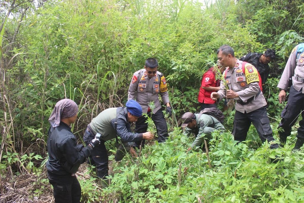 Polres Lumajang memeriksa ladang ganja di lereng Gunung Semeru di Desa Argosari, Kecamatan Senduro, Kabupaten Lumajang, Jawa Timur, Rabu (18/09/2024).