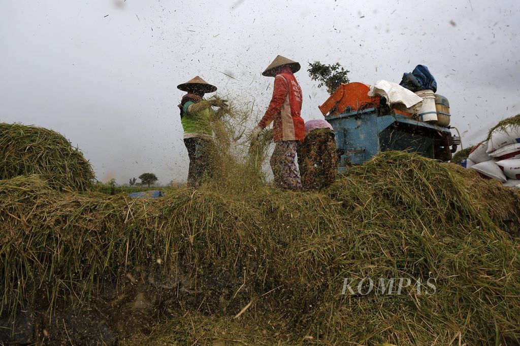 Buruh tani mencari sisa-sisa bulir padi yang masih terbawa jerami setelah dirontokkan saat panen di Wonorejo, Kedawung, Sragen, Jawa Tengah, 1 Maret 2023. 