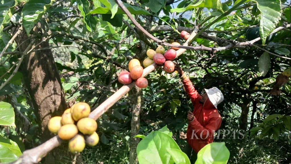 Rudi Prawito (47), petani di Desa Sumbergondo, Kecamatan Bumiaji, Kota Batu, Jawa Timur, Kamis (15/6/2023), memetik kopi robusta yang telah memerah di kawasan lereng Gunung Arjuno.