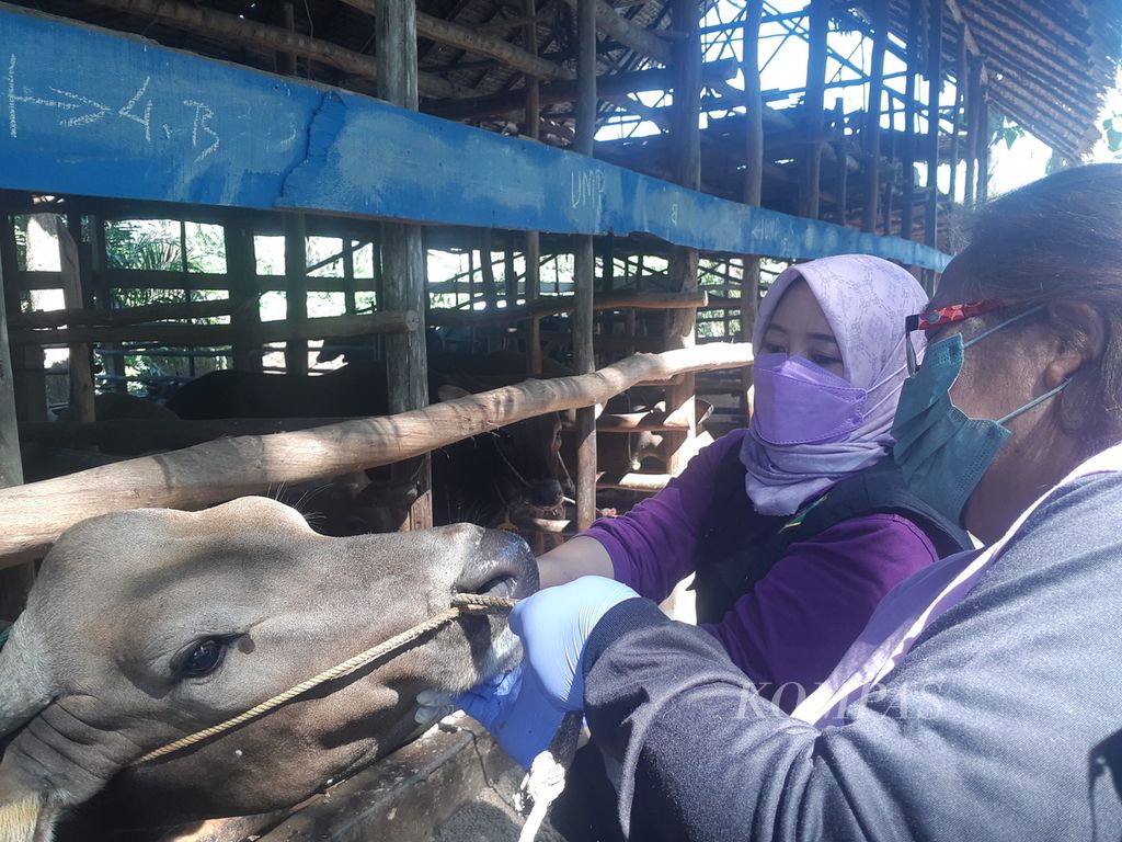 Dokter dari Perhimpunan Dokter Hewan Indonesia (PDHI) Sumsel memeriksa kondisi hewan kurban di salah satu penggemukan hewan yang ada di Palembang, Sumatera Selatan, Sabtu (9/7/2022).