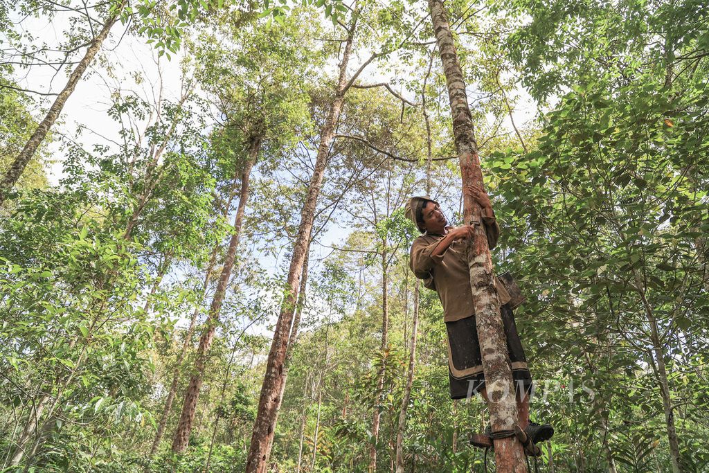 Warga merawat pohon kemenyan di kebunnya di hutan sekitar Dusun Pasir Nauli, Desa Simardangiang, Tapanuli Utara, Sumatera Utara, Kamis (28/7/2022). 