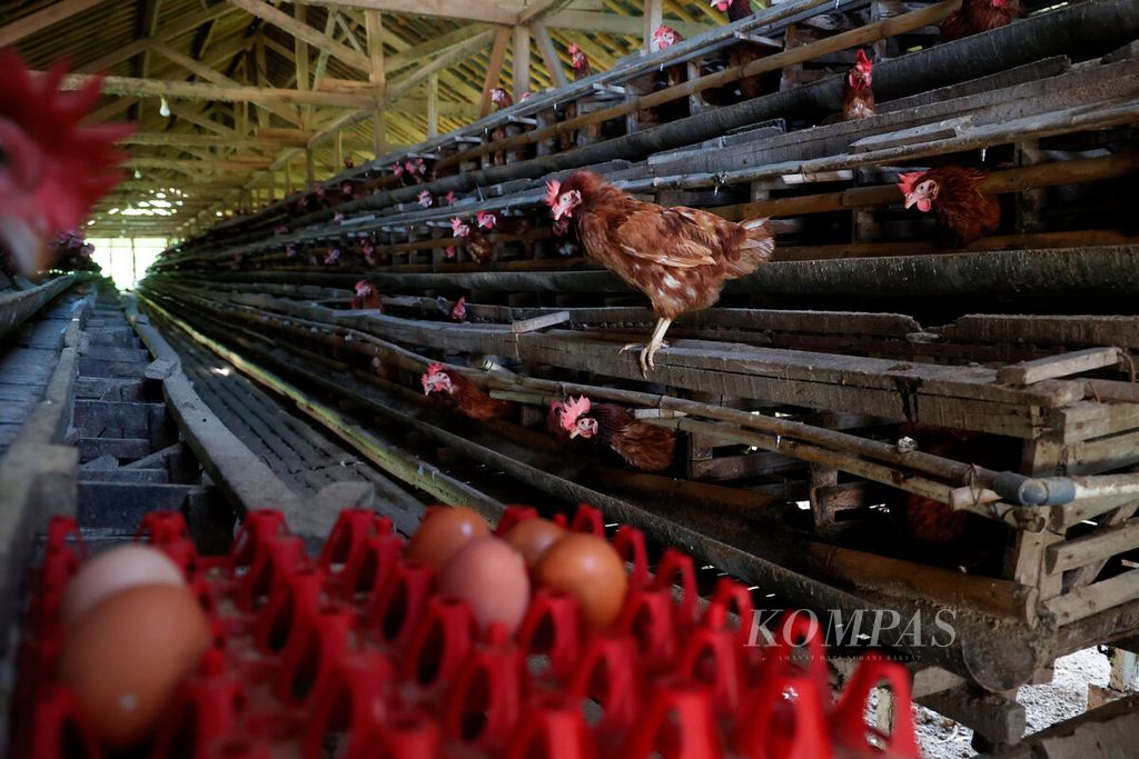 Beberapa butir telur dengan latar belakang ternak ayam yang berada di dalam kandangnya di Desa Ngabean, Kecamatan Boja, Kabupaten Kendal, Jawa Tengah, Senin (26/2/2024). Memasuki awal musim pancaroba dengan hujan serta cuaca panas yang tidak menentu mengakibatkan ternak ayam mulai terserang penyakit. 