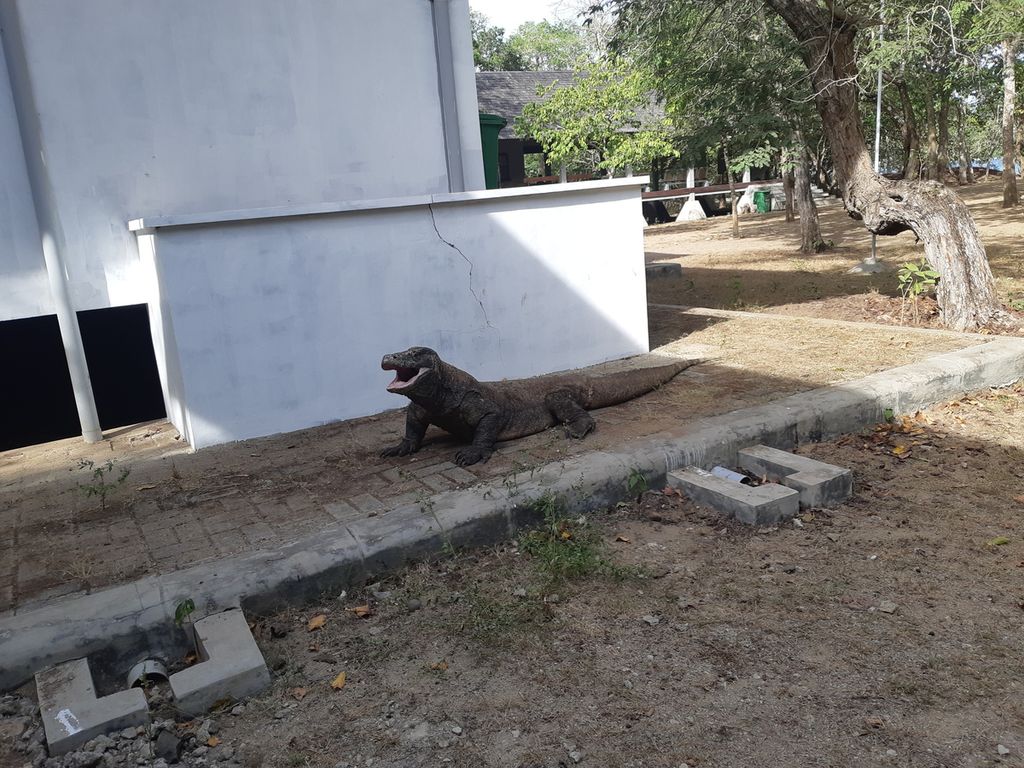 Reptil komodo berada di atas <i>paving block</i> di Pulau Komodo, Kabupaten Manggarai Barat, NTT, pada Jumat (24/6/2022). Jalur yang aman dilewati komodo adalah tanah, bukan beton.
