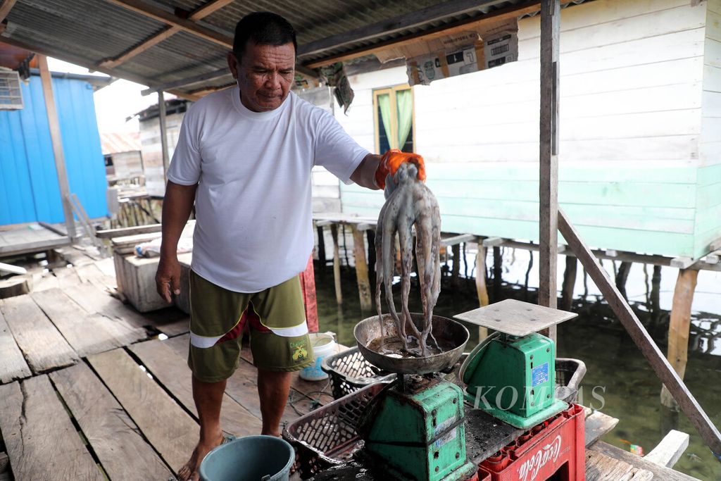 Husain Onte, pengepul gurita, menimbang gurita hasil tangkapan nelayan di Kampung Bajo Torosiaje, Popayato, Kabupaten Pohuwato, Provinsi Gorontalo, Jumat (15/7/2022). Husain bersama sejumlah pengepul lain menyepakati hanya membeli gurita dengan ukuran lebih dari 300 gram. Saat ini juga sedang digodok peraturan desa (perdes) yang mengatur minimal berat gurita yang akan ditangkap.