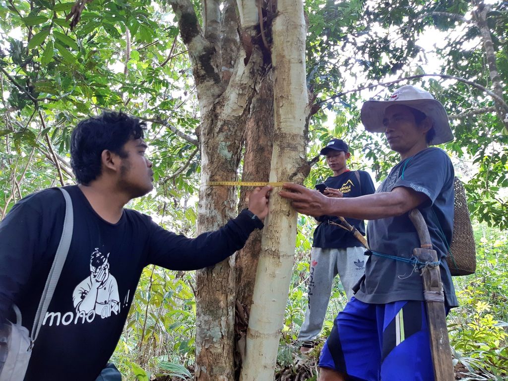 Tiga warga adat Mului sedang mengukur pohon dalam program sekolah adat Mului, di Kampung Mului, Desa Swan Slotung, Kecamatan Muara Komam, Kabupaten Paser, Kalimantan Timur, Rabu (22/11/2023). 