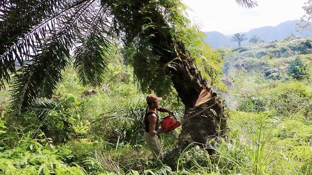 Masyarakat Desa Tenggulun, Kecamatan Tenggulun, Aceh Tamiang, Aceh, menebang pohon sawit yang ditanam di dalam hutan lindung Kawasan Ekosistem Leuser, Selasa (15/12). Pemegang hak guna usaha merambah hutan lindung untuk perkebunan sawit. Seluas 1.070 hektar hutan sawit ilegal dimusnahkan. 