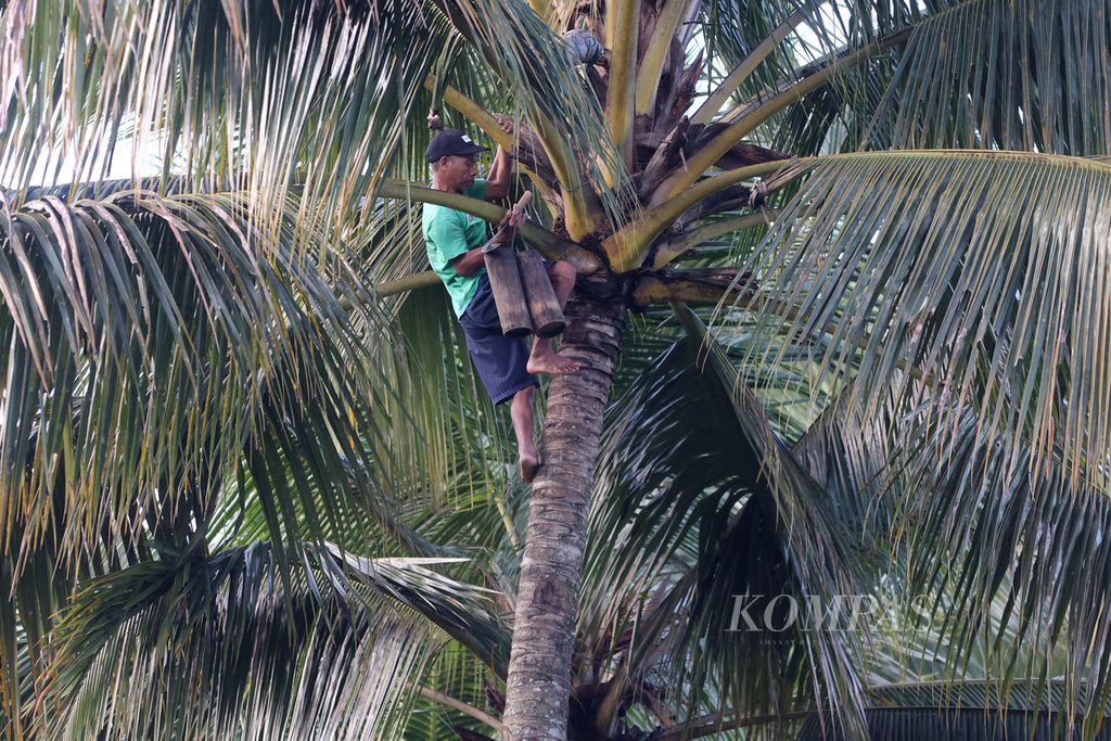 Supangat (51) memanjat pohon kelapa untuk menyadap nira di Desa Tembelang, Candimulyo, Magelang, Jawa Tengah, Minggu (18/2/2024). Nira yang diperoleh dari hasil pemanjatan pohon kelapa sebanyak dua kali sehari tersebut untuk bahan baku gula kelapa yang saat ini harga jualnya berkisar Rp 21.000 per kilogram.