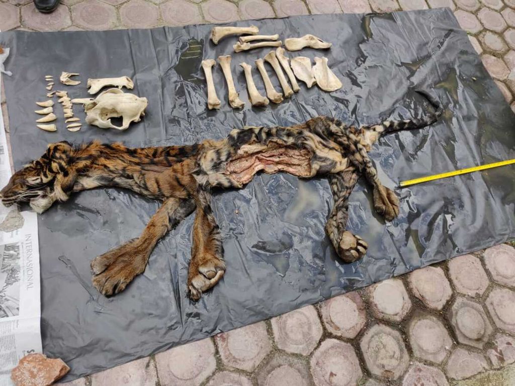 Satu lembar kulit harimau dan tulangnya disita Kepolisian Daerah Aceh sebagai barang bukti dalam kasus kejahatan lingkungan di Aceh.