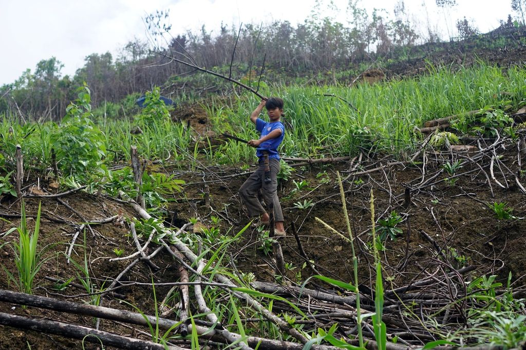 Agus (12) sedang membersihkan ladang milik keluarganya di Kampung Mului, Desa Swan Slotung, Kecamatan Muara Komam, Kabupaten Paser, Kalimantan Timur, Senin (20/11/2023).