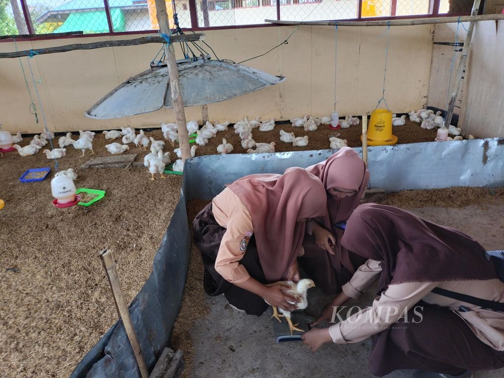 Sejumlah siswa SMK Negeri 7 Merauke atau lebih dikenal sebagai SMK Negeri 1 Jagebob di Distrik Jagebob, Kabupaten Merauke, Papua Selatan, Jumat (9/12/2022), menimbang anak ayam pedaging. Usaha peternakan ayam pedaging di sekolah ini menginspirasi masyarakat untuk mulai melirik usaha ini.