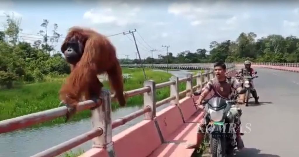 Satu individu orangutan dewasa berjalan di pinggi jembatan di Kotawaringin Lama, Kabupaten Kotawaringin Barat, Kalimantan Tengah, Jumat (1/7/2022).