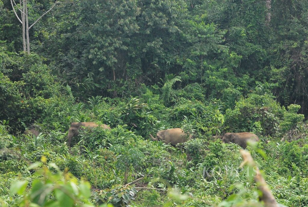 Kawanan gajah sumatera (<i>Elephas maximus sumatranus</i>) melintasi semak belukar di Desa Pemayungan, Kecamatan Sumay, Kabupaten Tebo, Jambi, Senin (14/12/2020). Kawanan gajah itu kian terdesak oleh berbagai aktivitas manusia dalam hutan. Upaya konservasi mendesak dilakukan demi menghindari kepunahan satwa dilindungi tersebut.