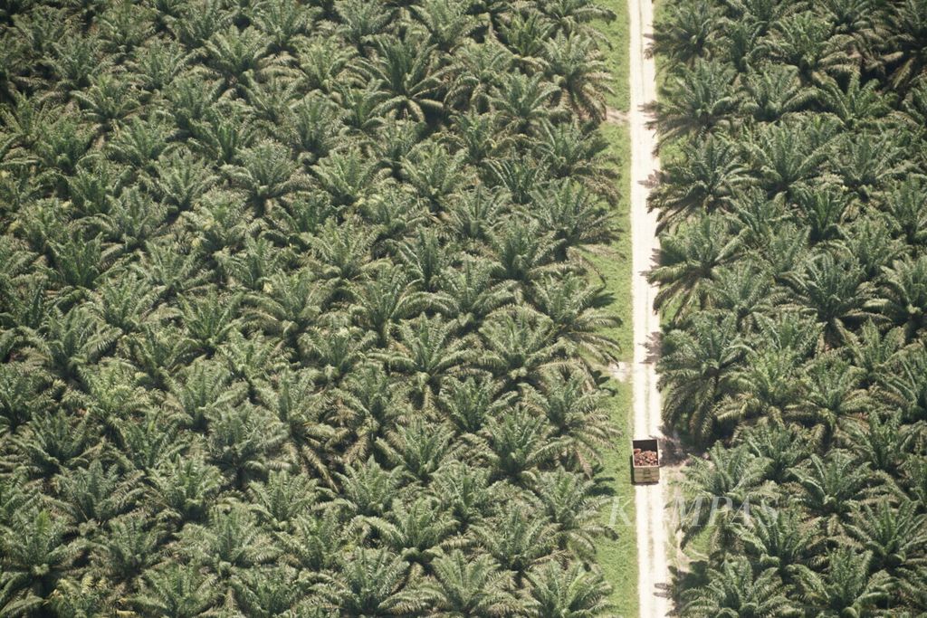 Truk pengangkut buah tandan sawit di salah satu lokasi perkebunan sawit di Kotawaringin Timur, Kalimantan Tengah,  membawa hasil panen sawit melintasi kebun, Rabu (9/9/2020).
