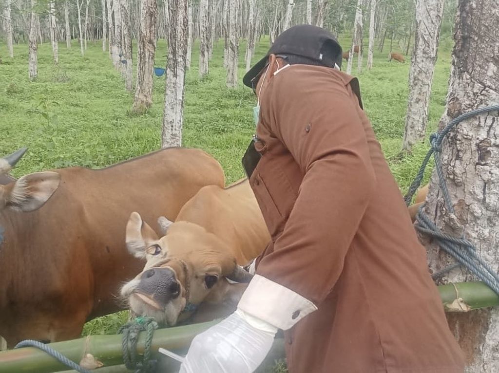 Petugas Dinas Peternakan Bulukumba, Sulawesi Selatan, memeriksa ternak sapi di Kecamatan Ujung Loe pada Januari 2024 untuk mencari penyebab kematian sapi di daerah ini.