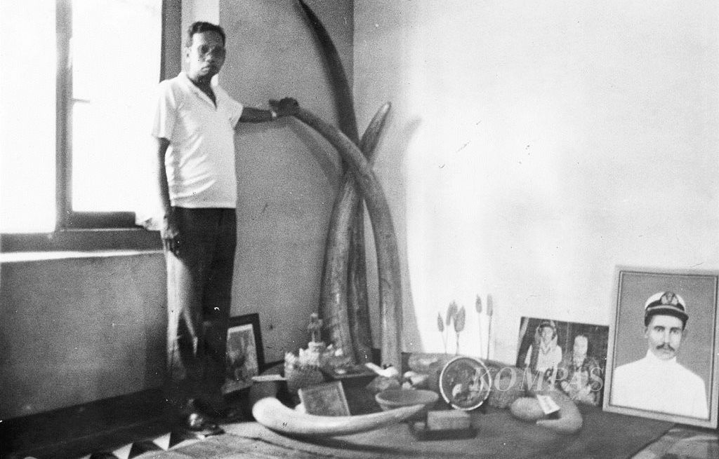 Gading gajah atau bala setinggi manusia ini salah satu mas kawin di Sikka dan Flores Timur yang jumlahnya kian berkurang akibat diperjualbelikan di pasaran umum, Rabu (24/2/1988).
