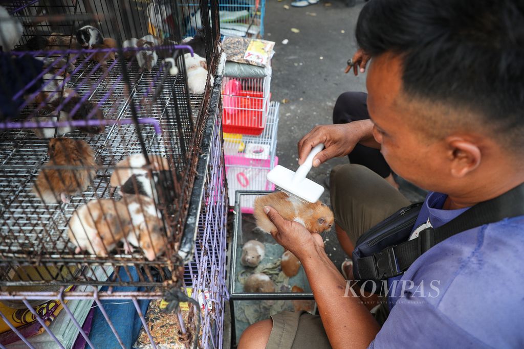 Pedagang menyisir bulu hamster di Pasar Hewan Jatinegara, Jakarta Timur, Sabtu (10/6/2023). 