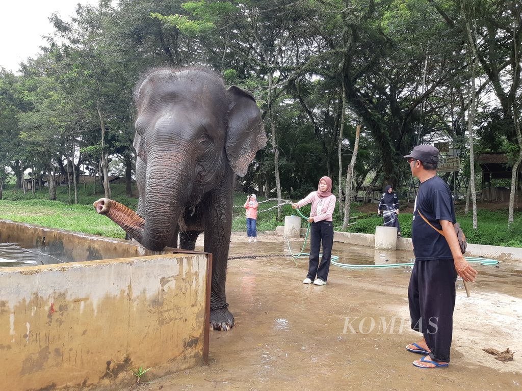 Wisatawan memandikan gajah di Pusat Latihan Gajah Taman Nasional Way Kambas, Kabupaten Lampung Timur, Lampung, pada Kamis (18/1/2024).