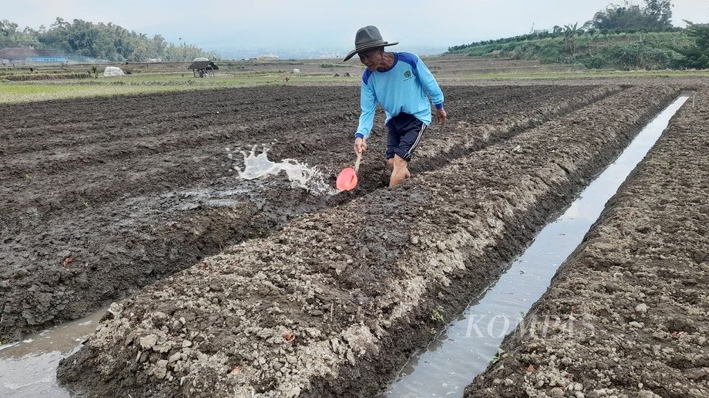 Wiji (80), salah satu petani di Desa Purworejo, Kecamatan Ngantang, Kabupaten Malang, Jawa Timur, tengah menyiram benih bawang merah yang baru dia tanam, Minggu (3/7/2022).