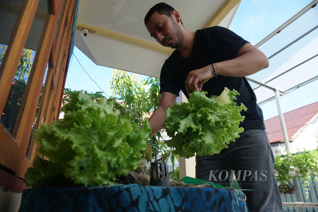 Ali (27) harvested lettuce from his hydroponic garden on the terrace of his home in Wonasa Kapleng, Manado, North Sulawesi, on September 12, 2022.