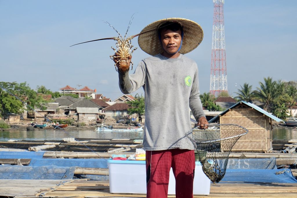 Usman (29), salah satu petani, menunjukkan lobster yang ia besarkan di kawasan perairan Teluk Jukung, Kecamatan Jerowaru, Kabupaten Lombok Timur, Nusa Tenggara Barat, Kamis (26/12/2019).