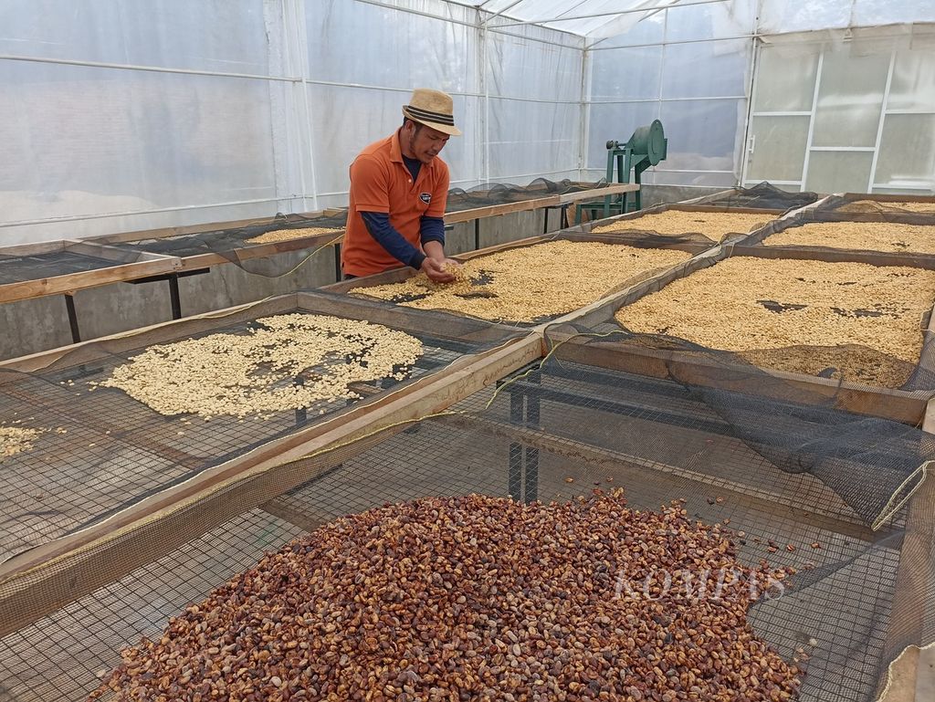 Petani kopi, Abdul Gani Silaban menjemur kopi arabika Sumatera Lintong di Kecamatan Lintong Nihuta, Kabupaten Humbang Hasundutan, Sumatera Utara, Jumat (21/6/2024).