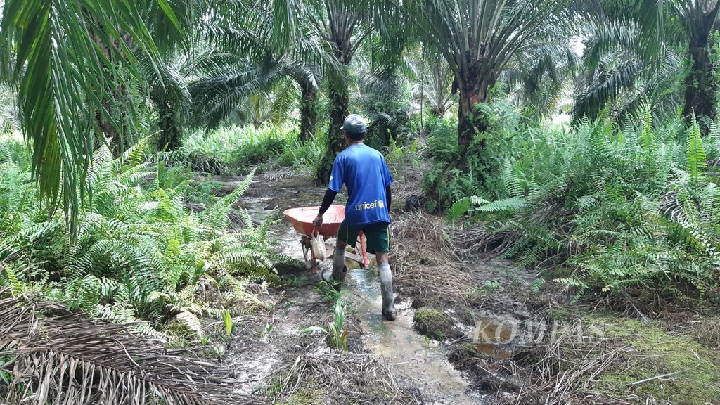 Salah satu buruh sawit asal Nusa Tenggara Timur di Kalimantan tengah yang sedang bekerja di sebuah perusahaan di Kabupaten Gunung Mas, Kalimantan Tengah, Sabtu (22/7/2023).