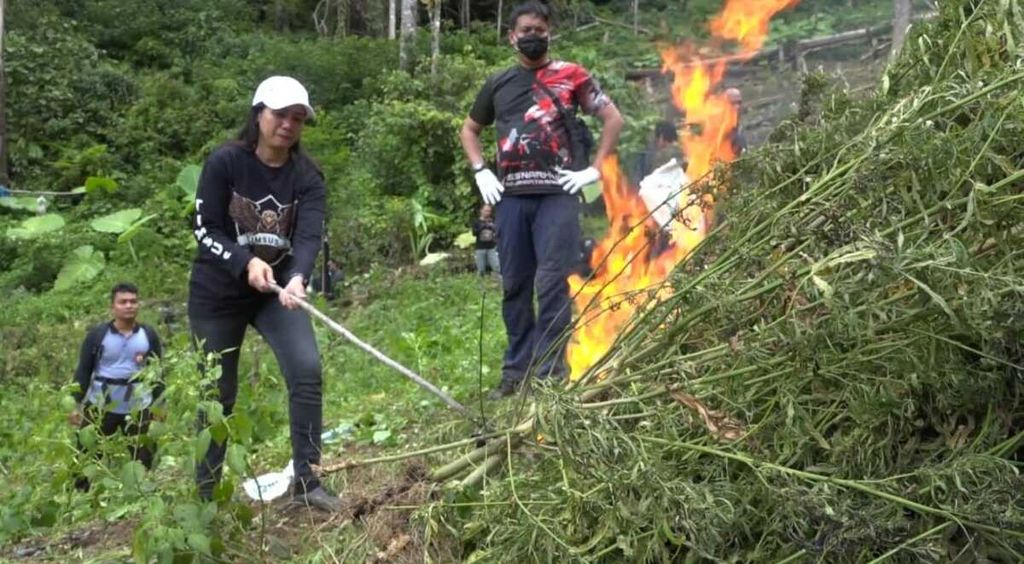 Anggota Polres Metro Jakarta Barat memusnahkan barang bukti tanaman ganja yang ditemukan di Mandailing Natal, Sumatera Utara. Ganja itu milik seorang petani dengan luas lahan mencapai belasan hektar.