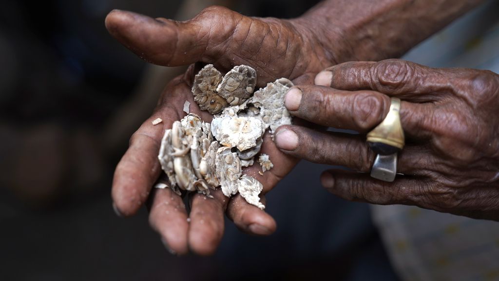 Rafael Raya (78) menunjukkan kacang koro yang ditumbuk dalam pembuatan ippa di Kabupaten Lembata, Nusa Tenggara Timur, Sabtu (12/8/2023). Ketika terjadi kelaparan pada tahun 1960-an, ippa menjadi penyelamat bagi warga di kampung tersebut. 