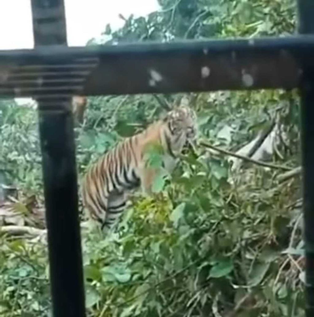 Tangkapan layar video harimau yang menghadang ekskavator saat pembukaan lahan untuk perkebunan sawit di Kabupaten Pasaman Barat, Sumbar, Senin (17/1/2022).