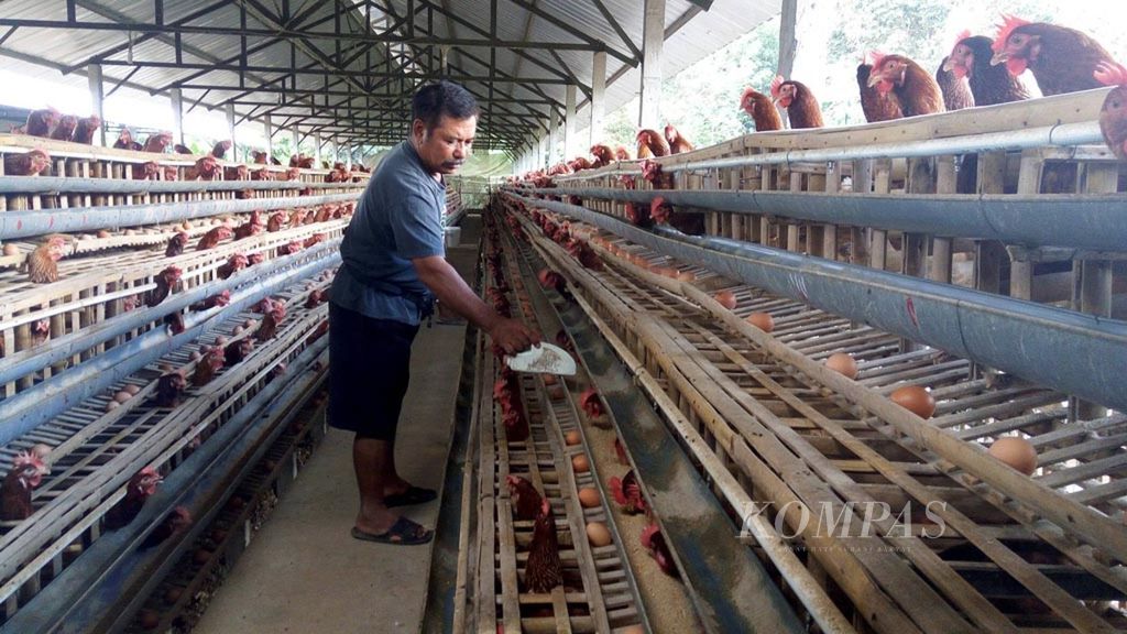 Widodo Setiohadi, 59, a laying hen farmer in Pohgajih village, Selorejo district, Blitar regency, East Java, Thursday (8/6), is feeding his laying hens. Chicken farmers in Blitar now face two problems which are the low selling price of eggs and high price of corn feed. At the moment, the price of eggs at the farmers’ level is only Rp 13,500 per kilogram, while the price of corn is Rp 4,700 per kg.