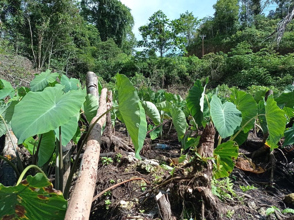 <i>Awiah </i>(keladi) tumbuh subur tanpa pupuk di kebun warga Maybrat, Papua Barat, Rabu (13/7/2022).