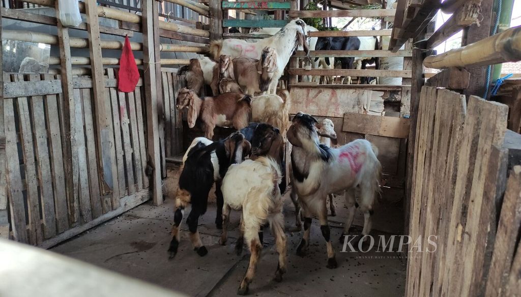 Penjualan hewan kurban di Kota Denpasar, Minggu (26/6/2022), belum terpengaruh dampak wabah penyakit mulut dan kuku. 