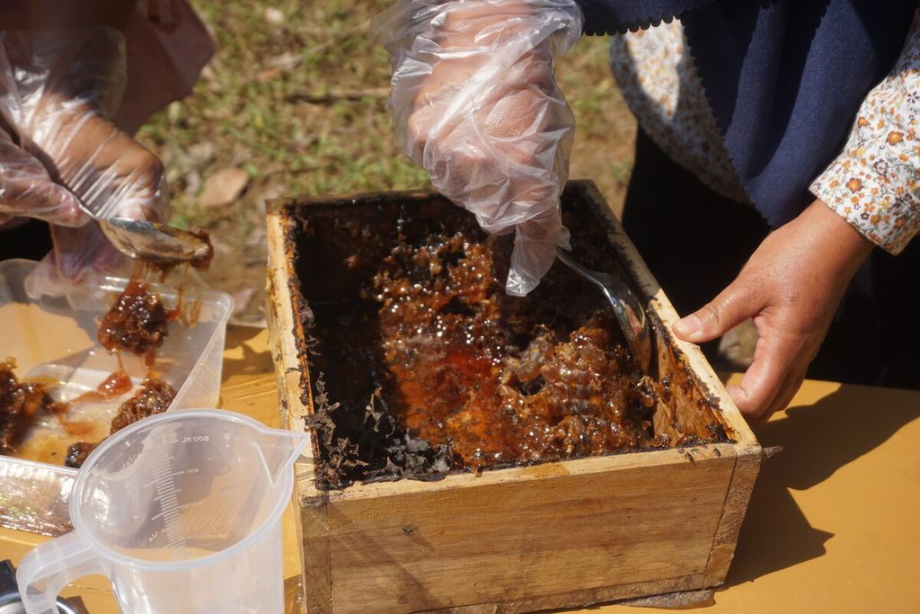 Panen perdana budidaya lebah madu klanceng hasil pelatihan oleh Fakultas Biologi Universitas Jenderal Soedirman, Purwokerto, dan PNM bagi ibu rumah tangga di Desa Langgongsari, Cilongok, Banyumas, Jawa Tengah, Selasa (29/8/2023).